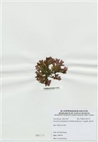 藏品(海木耳)的圖片